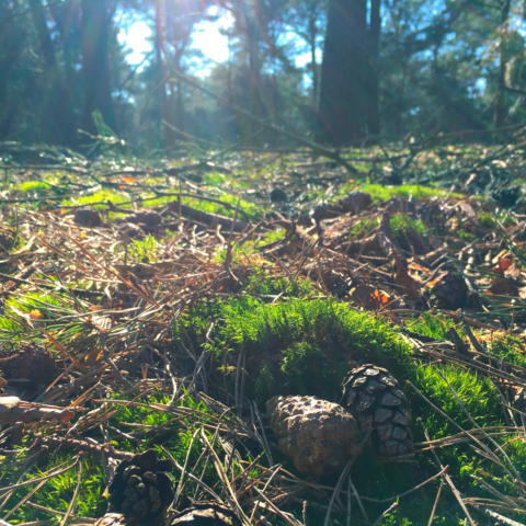 Forest Floor – Vintage Story Mod